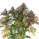 Blue Dream | PHOTOFEM | Barneys Farm - Freigestellt 2026-05-31