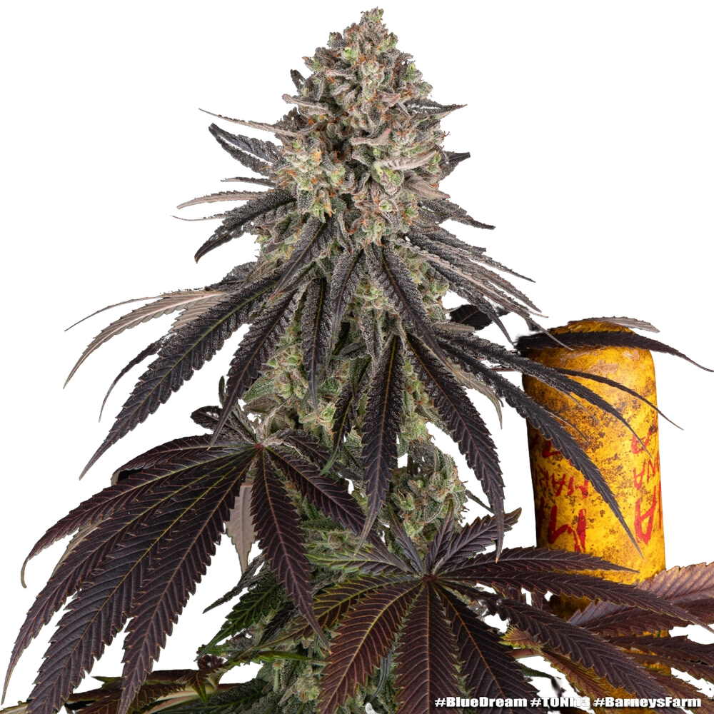 Blue Dream | PHOTOFEM | Barneys Farm - Freigestellt 2026-05-31