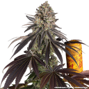Blue Dream | PHOTOFEM | Barneys Farm - Freigestellt 2026-05-31