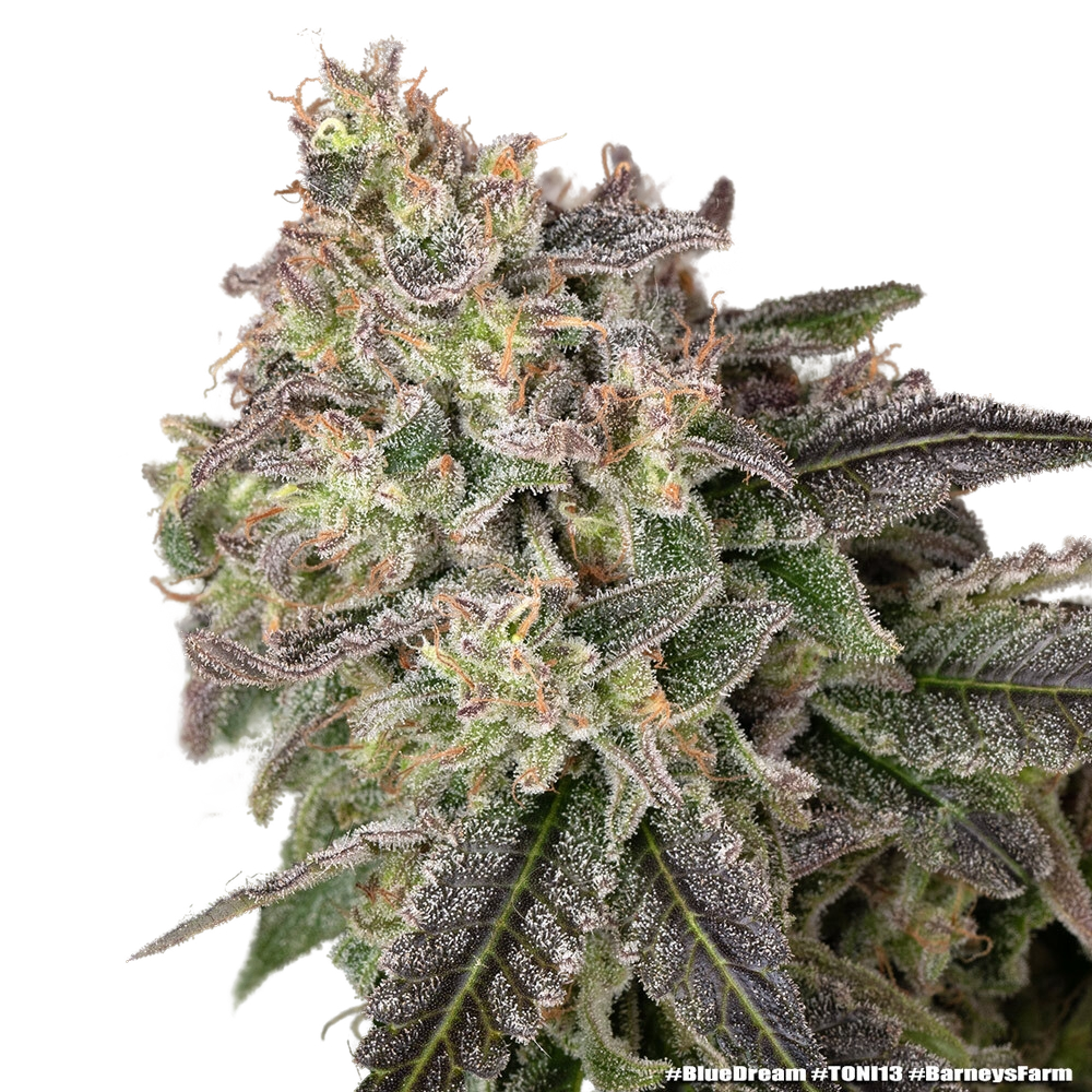 Blue Dream | PHOTOFEM | Barneys Farm - Freigestellt 2026-05-31