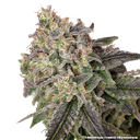 Blue Dream | PHOTOFEM | Barneys Farm - Freigestellt 2026-05-31