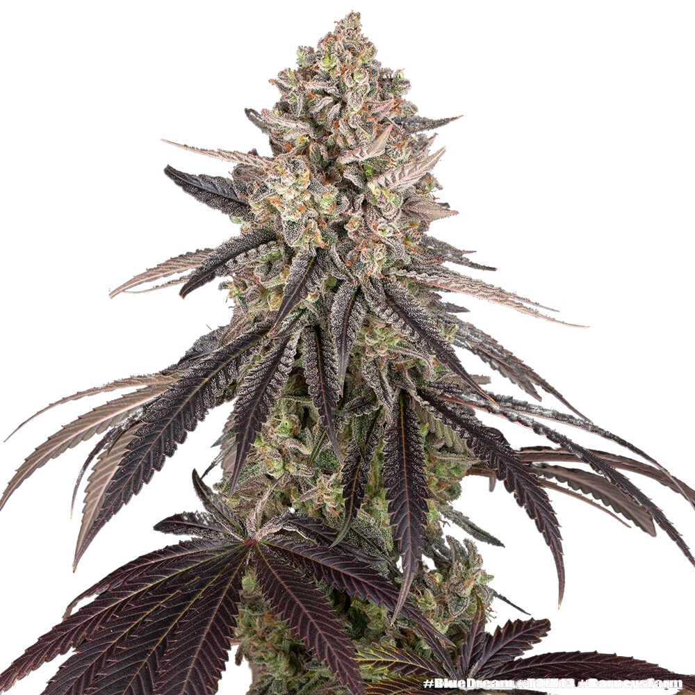 Blue Dream | PHOTOFEM | Barneys Farm - Freigestellt 2026-05-31