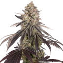 Blue Dream | PHOTOFEM | Barneys Farm - Freigestellt 2026-05-31