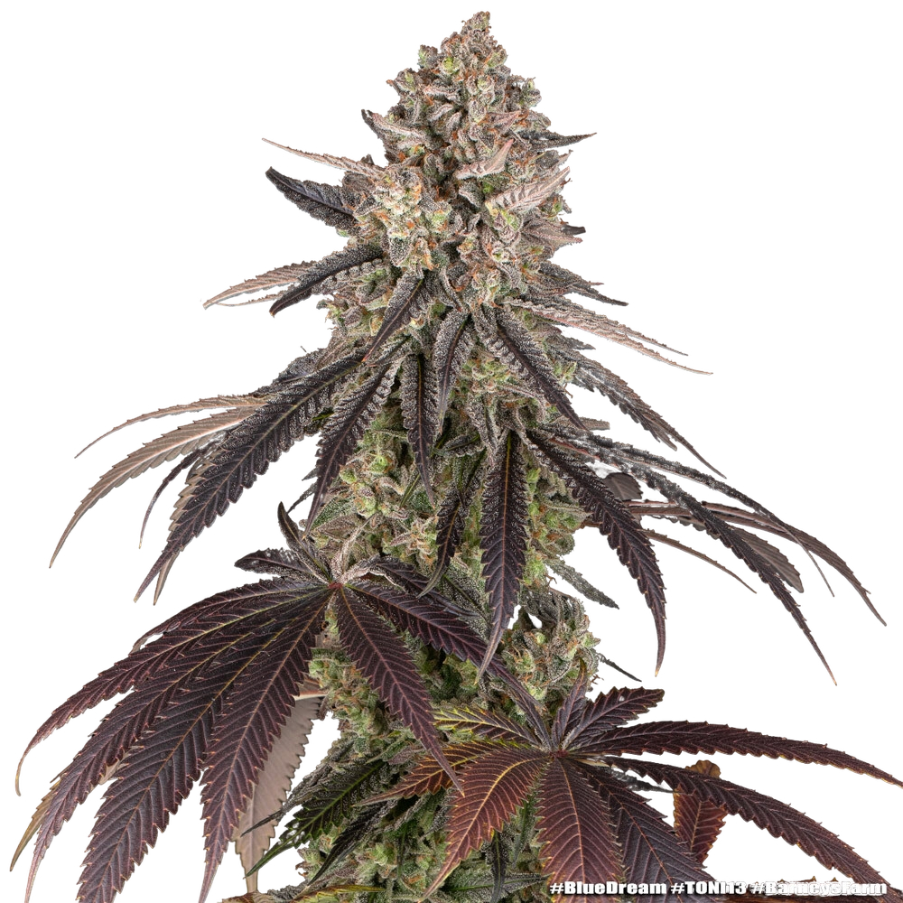 Blue Dream | PHOTOFEM | Barneys Farm - Freigestellt 2026-05-31