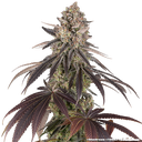 Blue Dream | PHOTOFEM | Barneys Farm - Freigestellt 2026-05-31