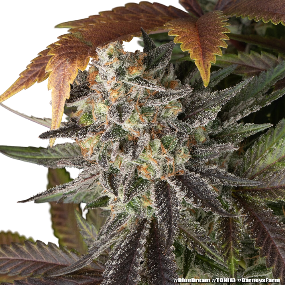 Blue Dream | PHOTOFEM | Barneys Farm - Freigestellt 2026-05-31