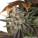Blue Dream | PHOTOFEM | Barneys Farm - Freigestellt 2026-05-31