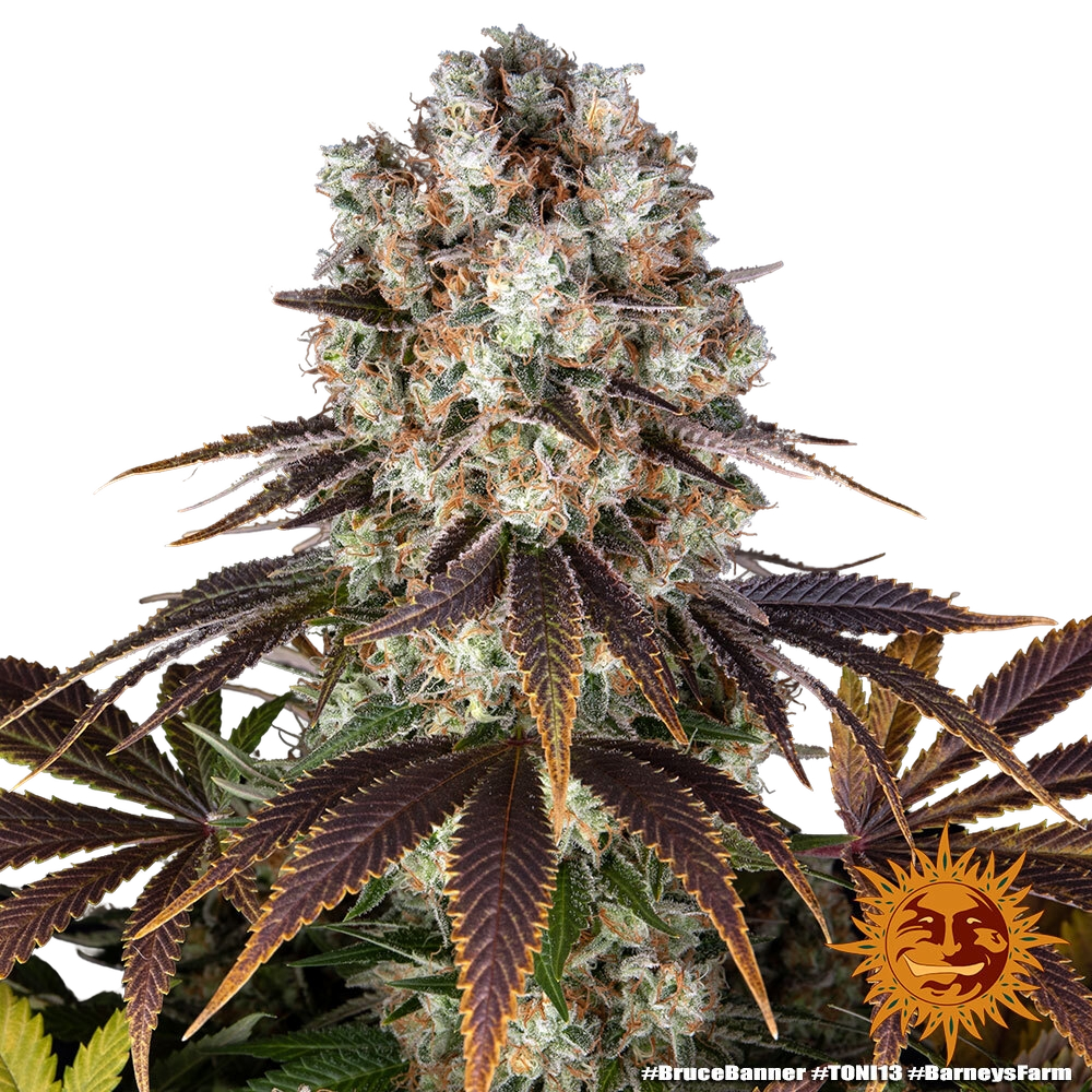 Bruce Banner | PHOTOFEM | Barneys Farm - Freigestellt 2026-05-31