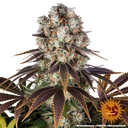 Bruce Banner | PHOTOFEM | Barneys Farm - Freigestellt 2026-05-31