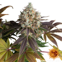 Bruce Banner | PHOTOFEM | Barneys Farm - Freigestellt 2026-05-31
