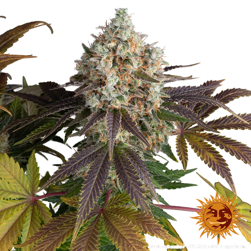 Bruce Banner | PHOTOFEM | Barneys Farm - Freigestellt 2026-05-31