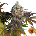 Bruce Banner | PHOTOFEM | Barneys Farm - Freigestellt 2026-05-31