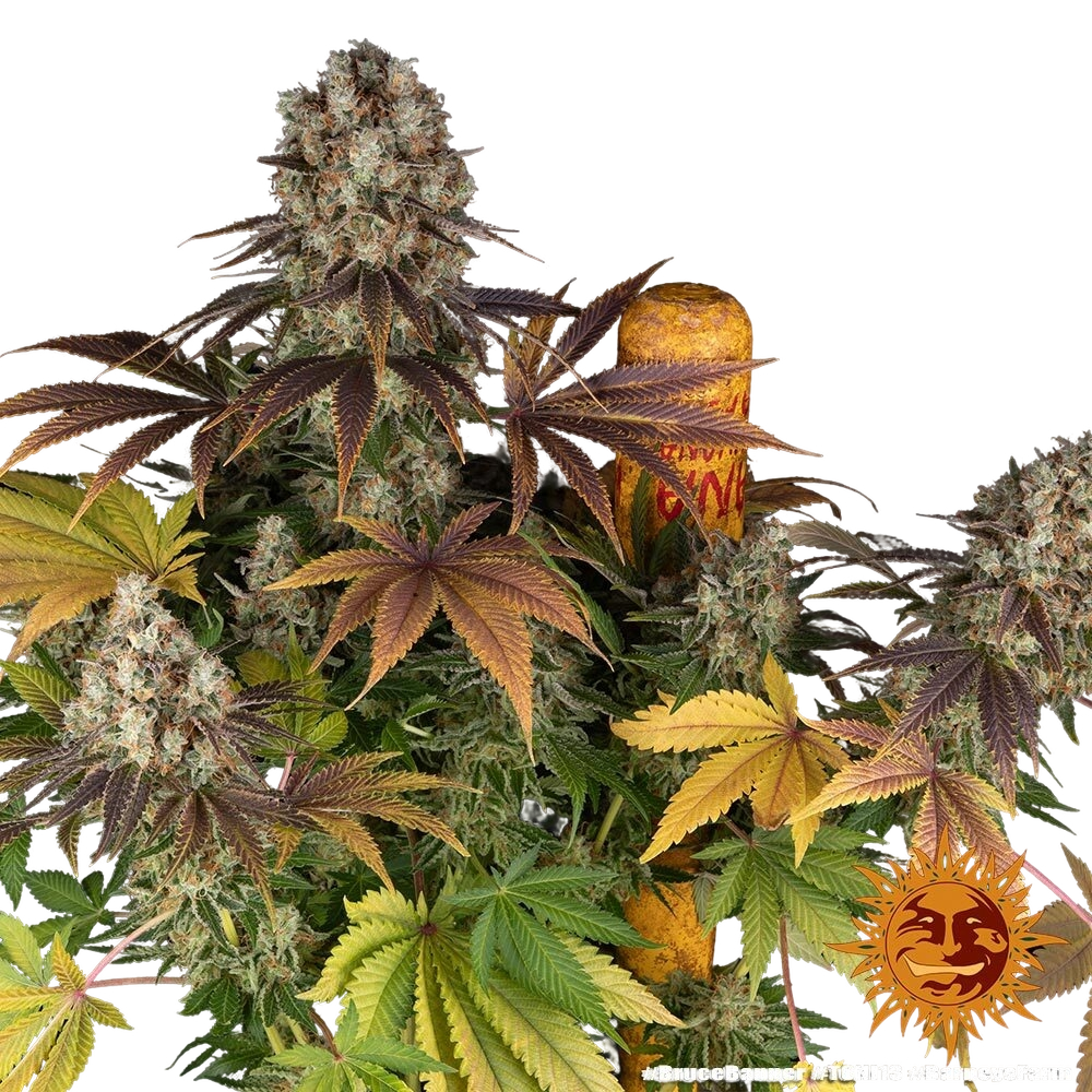Bruce Banner | PHOTOFEM | Barneys Farm - Freigestellt 2026-05-31