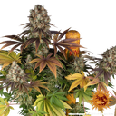 Bruce Banner | PHOTOFEM | Barneys Farm - Freigestellt 2026-05-31