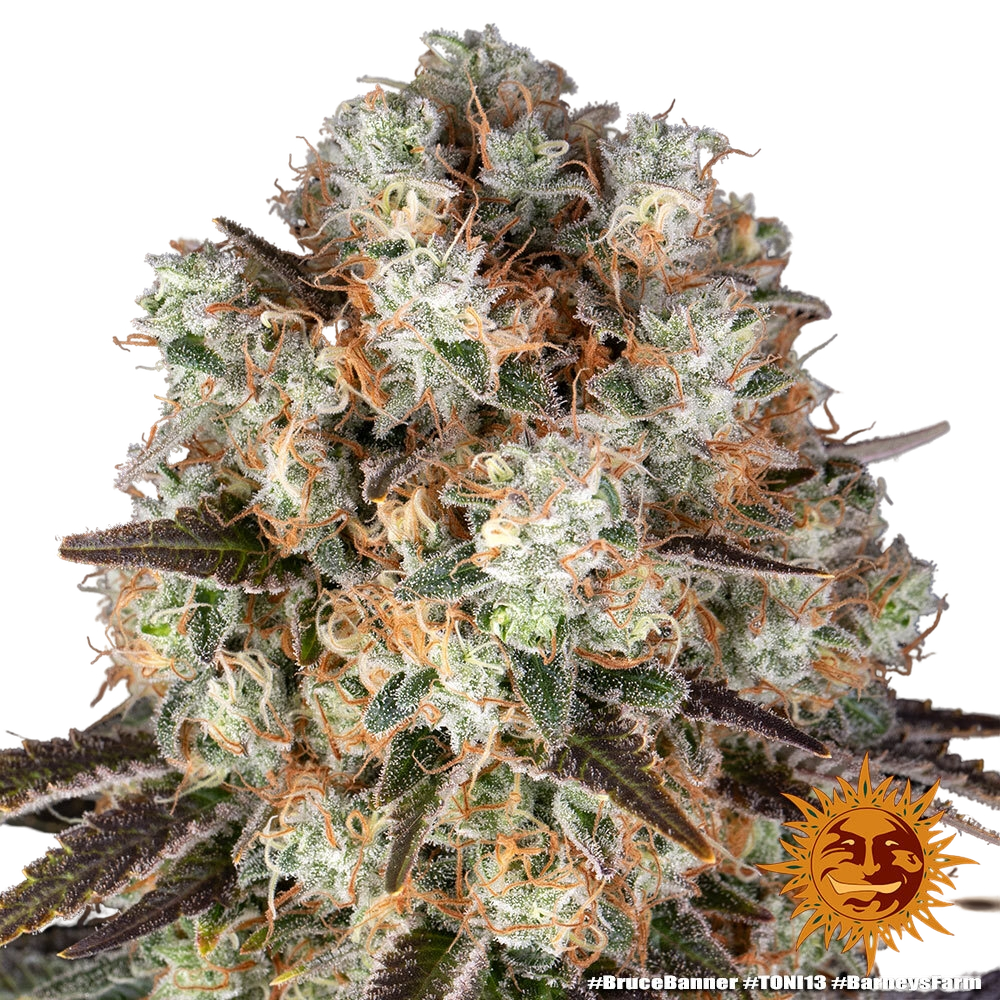 Bruce Banner | PHOTOFEM | Barneys Farm - Freigestellt 2026-05-31