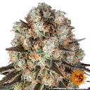 Bruce Banner | PHOTOFEM | Barneys Farm - Freigestellt 2026-05-31
