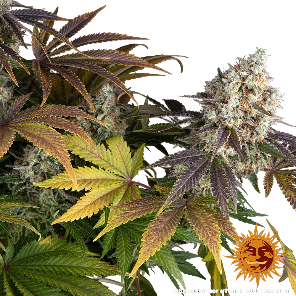 Bruce Banner | PHOTOFEM | Barneys Farm - Freigestellt 2026-05-31