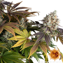 Bruce Banner | PHOTOFEM | Barneys Farm - Freigestellt 2026-05-31