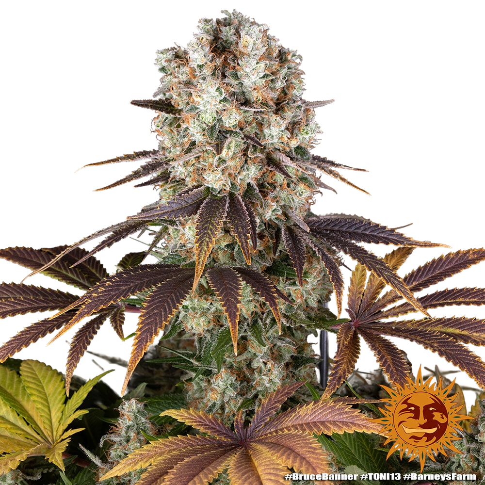 Bruce Banner | PHOTOFEM | Barneys Farm - Freigestellt 2026-05-31