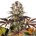 Bruce Banner | PHOTOFEM | Barneys Farm - Freigestellt 2026-05-31