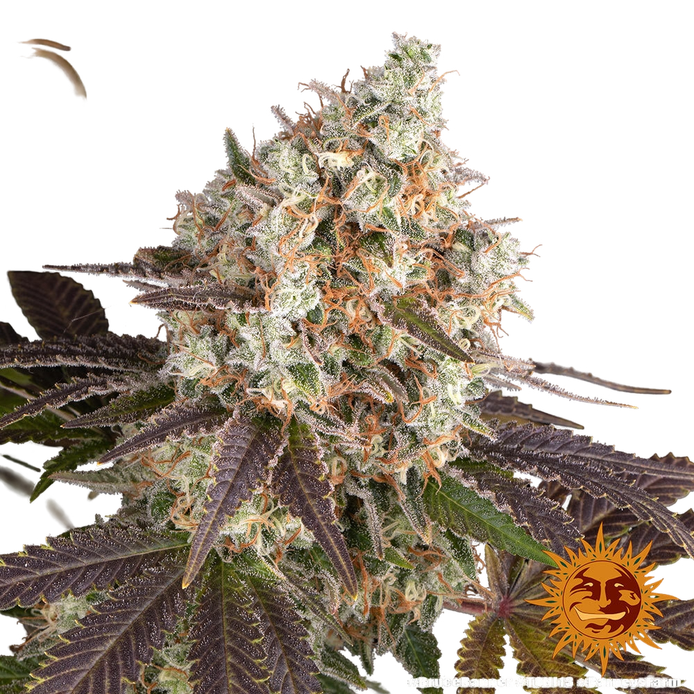 Bruce Banner | PHOTOFEM | Barneys Farm - Freigestellt 2026-05-31