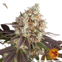 Bruce Banner | PHOTOFEM | Barneys Farm - Freigestellt 2026-05-31