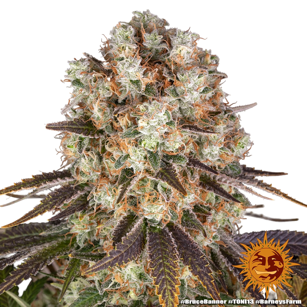 Bruce Banner | PHOTOFEM | Barneys Farm - Freigestellt 2026-05-31