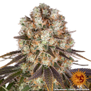 Bruce Banner | PHOTOFEM | Barneys Farm - Freigestellt 2026-05-31