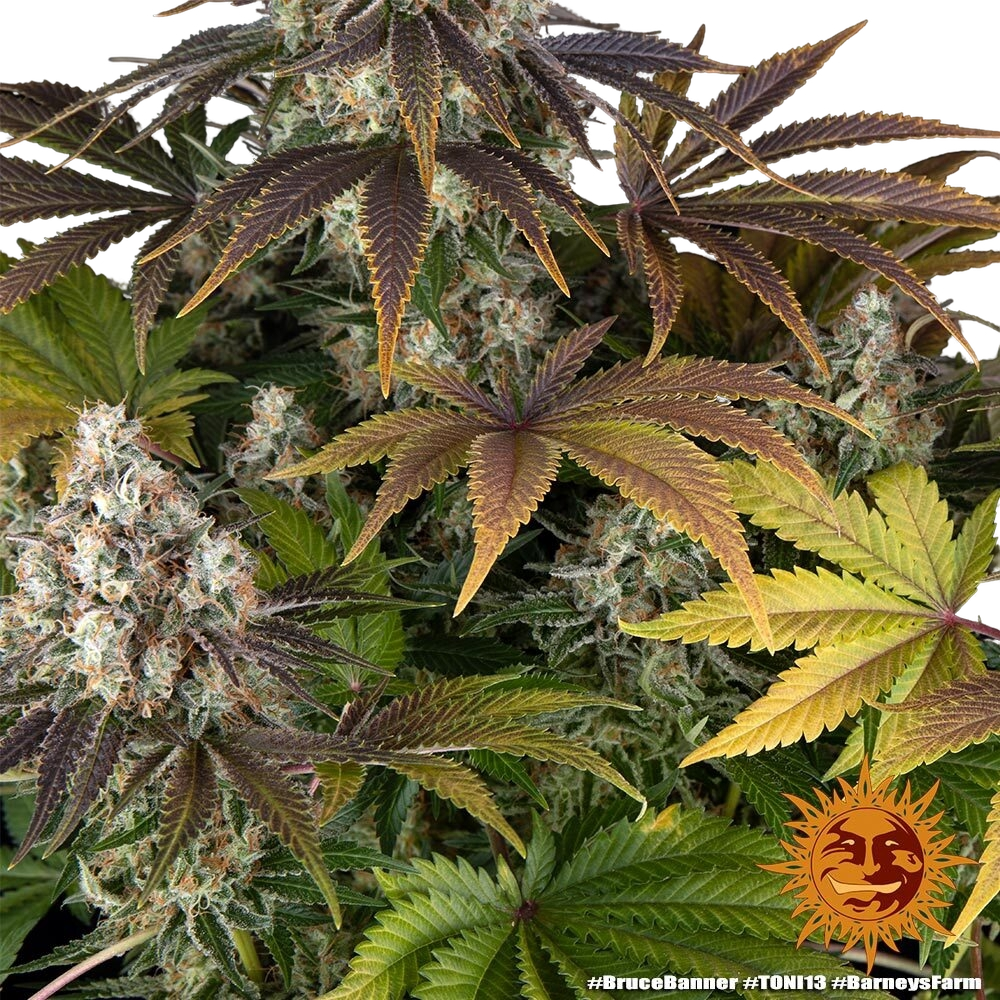 Bruce Banner | PHOTOFEM | Barneys Farm - Freigestellt 2026-05-31