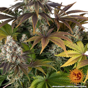 Bruce Banner | PHOTOFEM | Barneys Farm - Freigestellt 2026-05-31