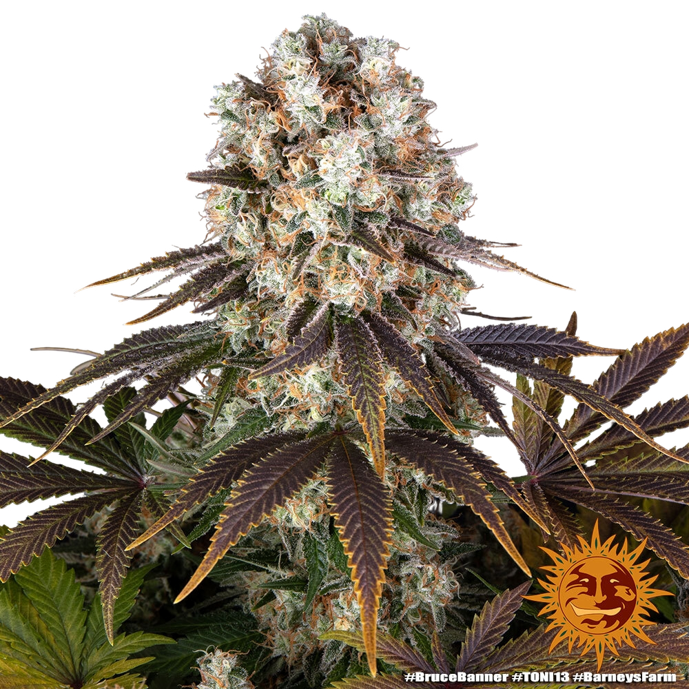 Bruce Banner | PHOTOFEM | Barneys Farm - Freigestellt 2026-05-31