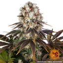 Bruce Banner | PHOTOFEM | Barneys Farm - Freigestellt 2026-05-31