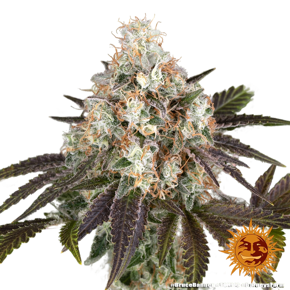 Bruce Banner | PHOTOFEM | Barneys Farm - Freigestellt 2026-05-31