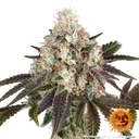 Bruce Banner | PHOTOFEM | Barneys Farm - Freigestellt 2026-05-31