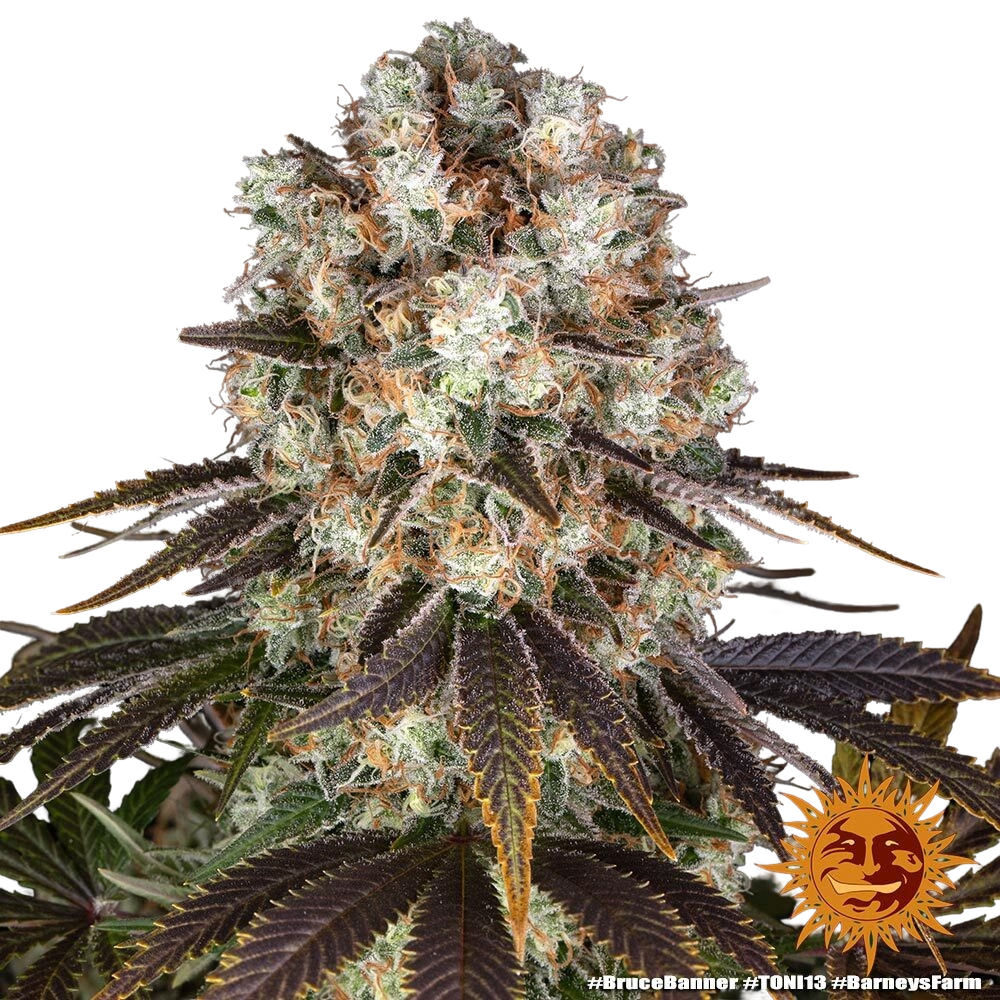 Bruce Banner | PHOTOFEM | Barneys Farm - Freigestellt 2026-05-31
