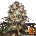Bruce Banner | PHOTOFEM | Barneys Farm - Freigestellt 2026-05-31