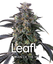 Candy Pack | PHOTOFEM | Barneys Farm - Freigestellt 2026-05-31