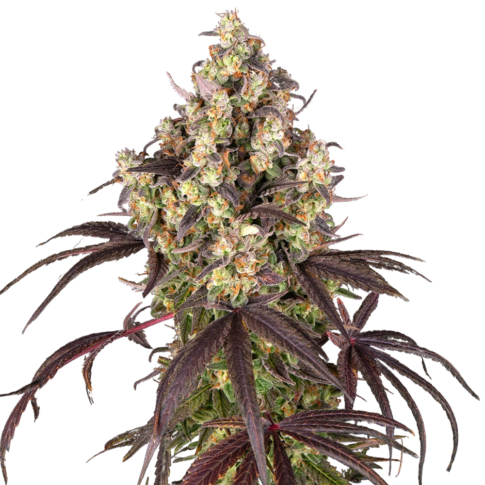 Candy Pack | PHOTOFEM | Barneys Farm - Freigestellt 2026-05-31