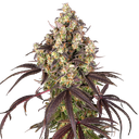 Candy Pack | PHOTOFEM | Barneys Farm - Freigestellt 2026-05-31