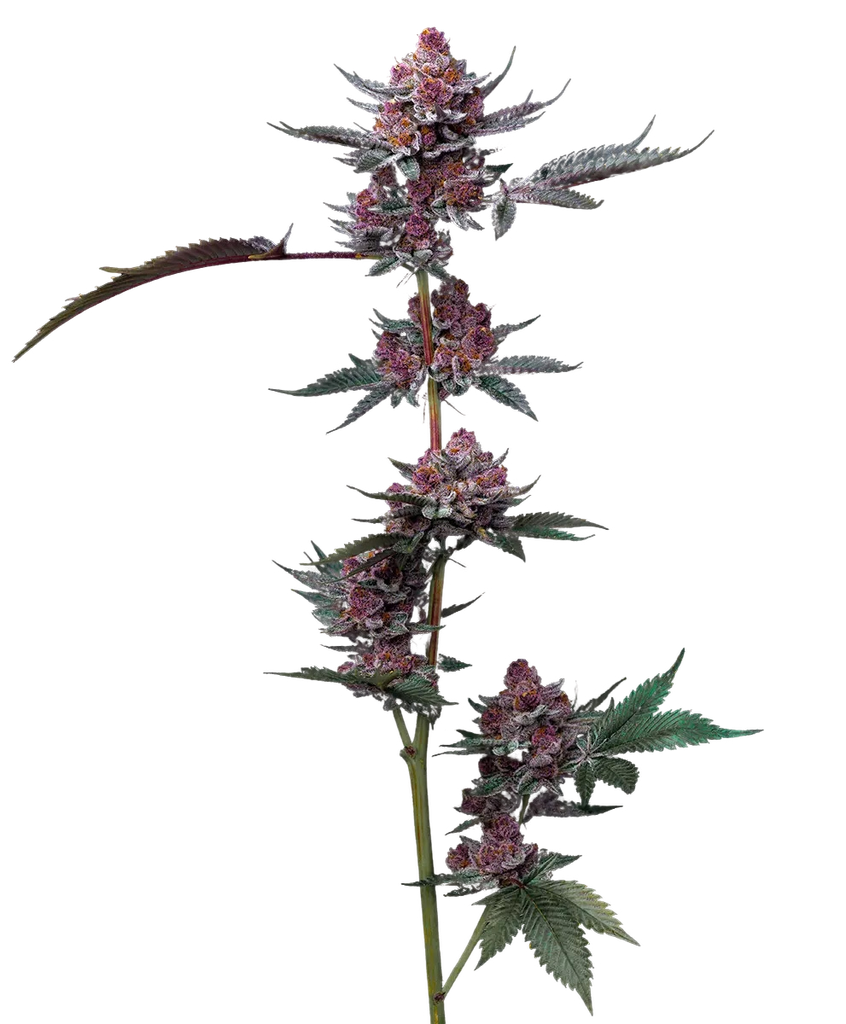 Candy Pack | PHOTOFEM | Barneys Farm - Freigestellt 2026-05-31