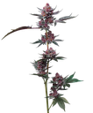 Candy Pack | PHOTOFEM | Barneys Farm - Freigestellt 2026-05-31