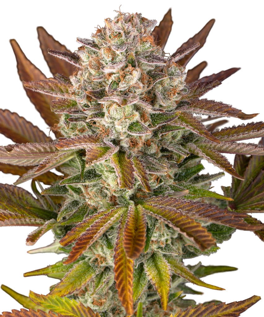 Candy Pack | PHOTOFEM | Barneys Farm - Freigestellt 2026-05-31