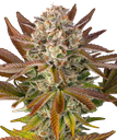 Candy Pack | PHOTOFEM | Barneys Farm - Freigestellt 2026-05-31