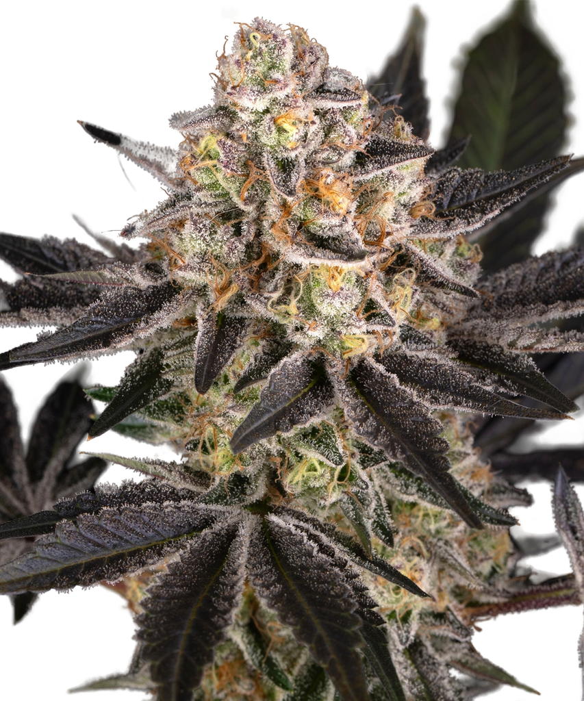 Candy Pack | PHOTOFEM | Barneys Farm - Freigestellt 2026-05-31