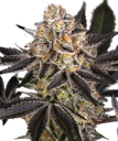 Candy Pack | PHOTOFEM | Barneys Farm - Freigestellt 2026-05-31