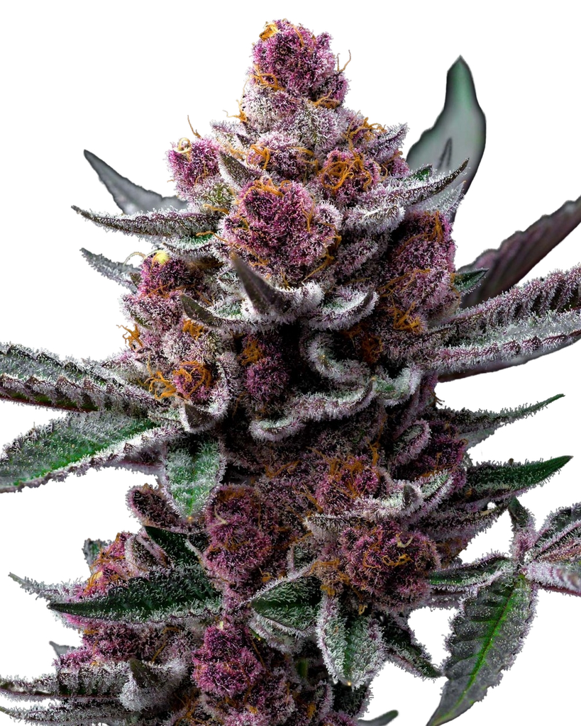 Cherry Poppers | PHOTOFEM | Barneys Farm - Freigestellt 2026-05-31