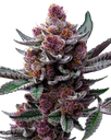 Cherry Poppers | PHOTOFEM | Barneys Farm - Freigestellt 2026-05-31