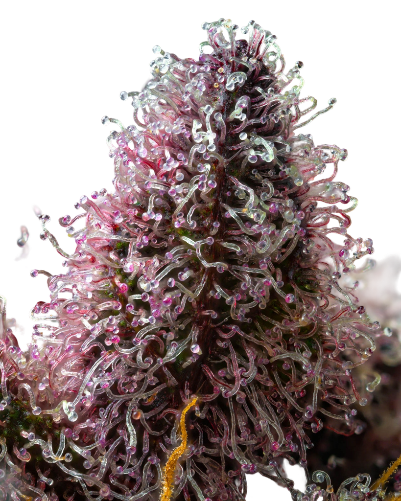 Cherry Poppers | PHOTOFEM | Barneys Farm - Freigestellt 2026-05-31