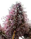 Cherry Poppers | PHOTOFEM | Barneys Farm - Freigestellt 2026-05-31