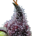 Cherry Poppers | PHOTOFEM | Barneys Farm - Freigestellt 2026-05-31